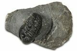 Detailed Gerastos Trilobite Fossil - Morocco #347358-1